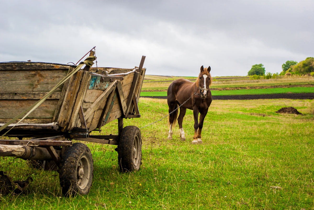 PFASPuttingtheCartBeforetheHorse2 Environmental Standards, Inc.