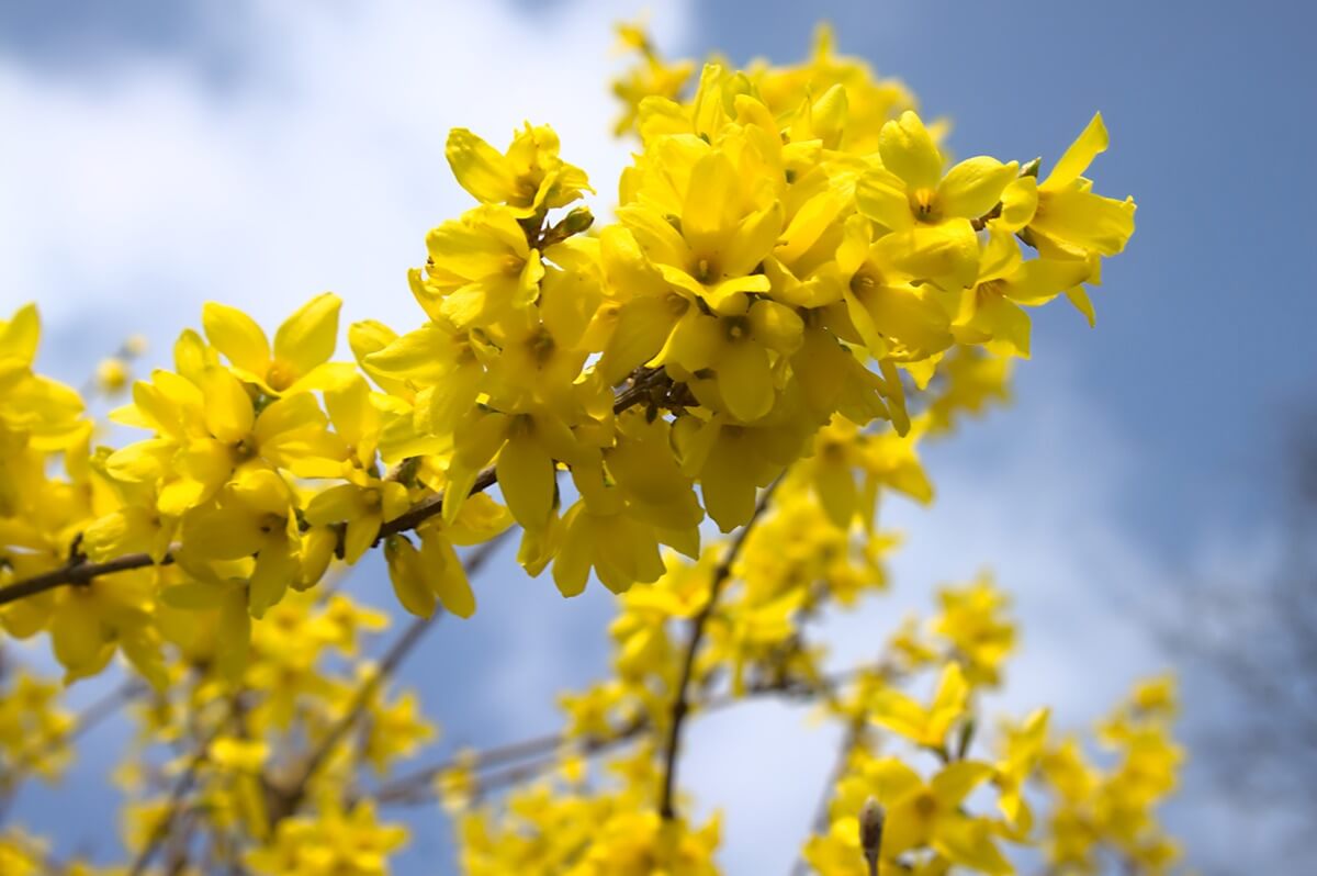 shutterstock_1678796173 forsythia shutterstock_1678796173 forsythia
