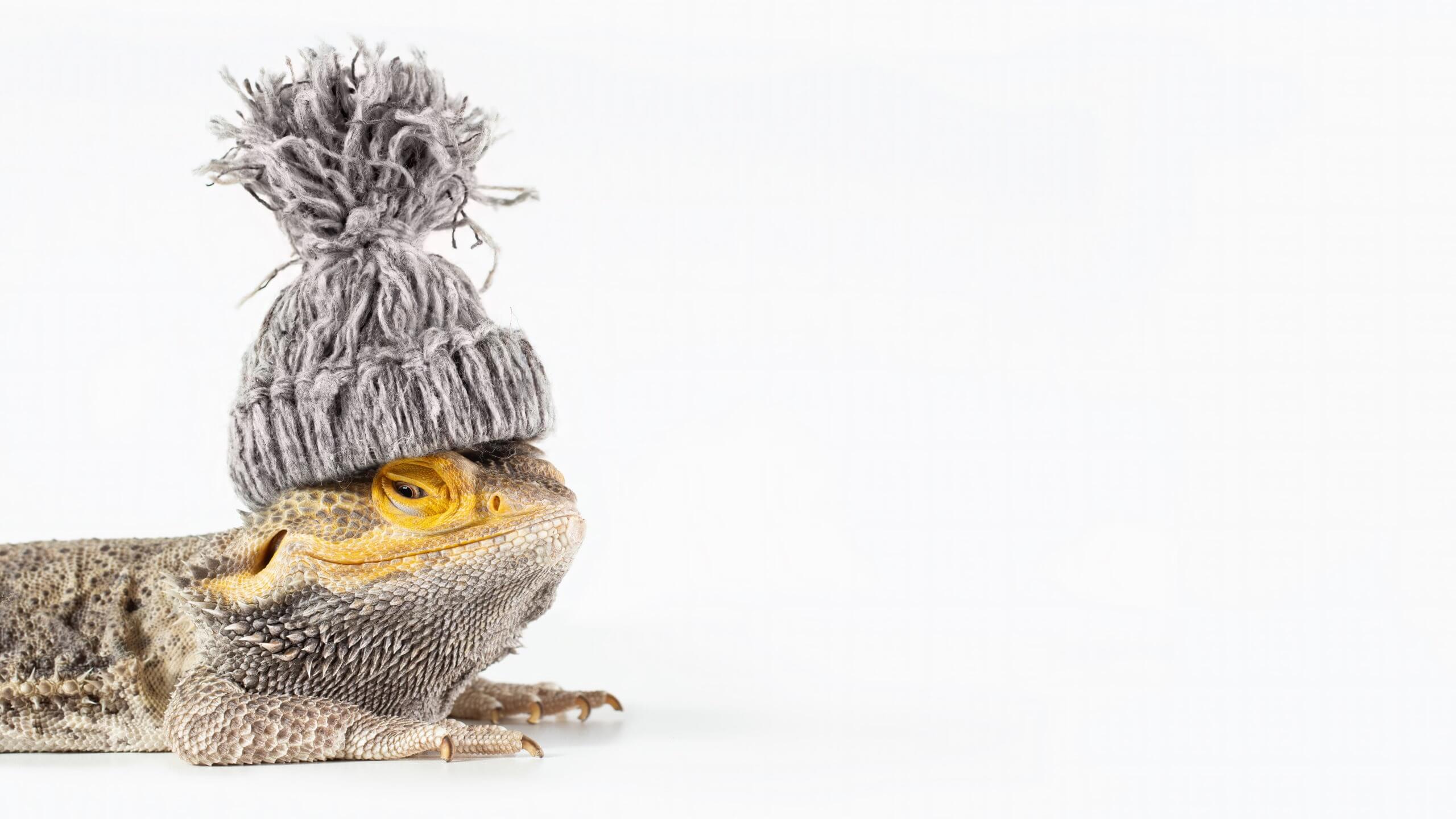 Close-up,Portrait,Of,A,Smiling,Male,Australian,Bearded,Dragon,(agama), Close-up,Portrait,Of,A,Smiling,Male,Australian,Bearded,Dragon,(agama),