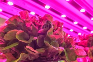 Beck—Vertical-Farm-1-feature Beck---Vertical-Farm-1-feature