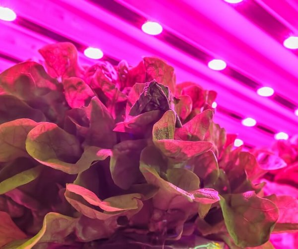 Beck---Vertical-Farm-1-feature