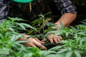 Potential Rude Awakening for Hemp Growers