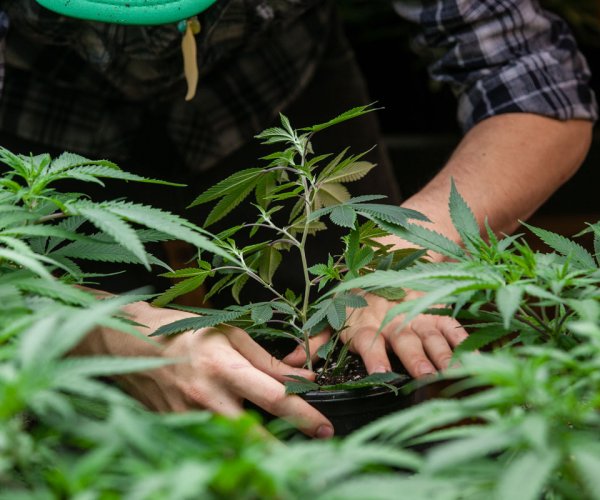 Potential Rude Awakening for Hemp Growers