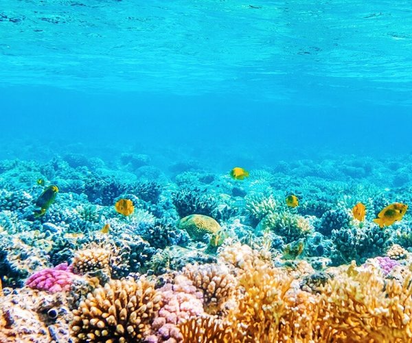 Clean-water-testing-sealife