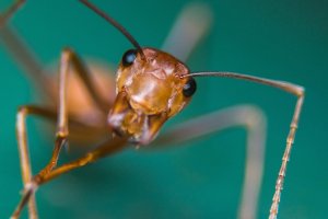 Doss–fireant-1-feaure Doss--fireant-1-feaure