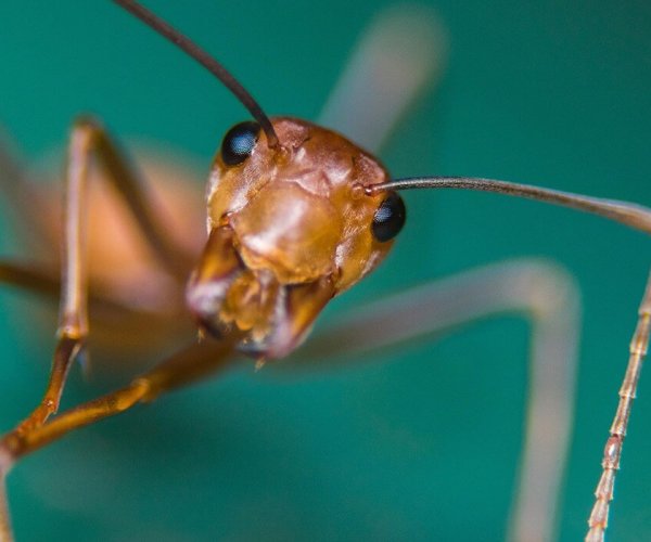 Doss--fireant-1-feaure