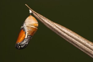 June-2020—12-outside-cocoon June-2020---12-outside-cocoon