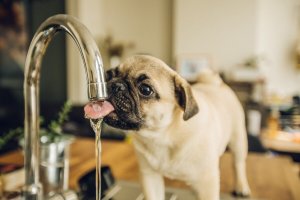 Pup-drinking-shutterstock_781259731 Pup-drinking-shutterstock_781259731