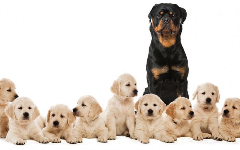 Rotweiler_Labs2 Rotweiler_Labs2