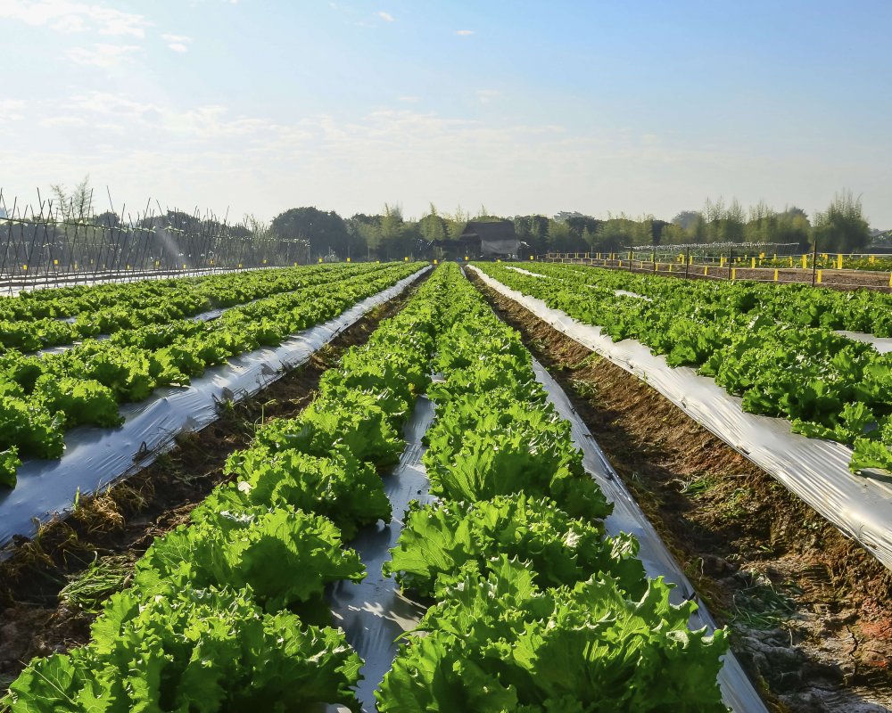 agricultural-industry-lettuce-farm-thinkstock-459107117 Agricultural industry. Growing salad lettuce on field