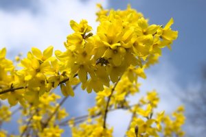 shutterstock_1678796173 forsythia