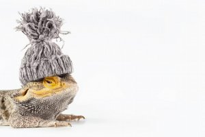 Close-up,Portrait,Of,A,Smiling,Male,Australian,Bearded,Dragon,(agama), Close-up,Portrait,Of,A,Smiling,Male,Australian,Bearded,Dragon,(agama),