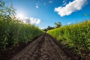 hemp farm image hemp farm